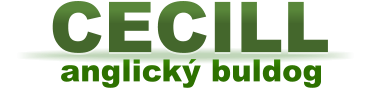 anglický buldog CECILL